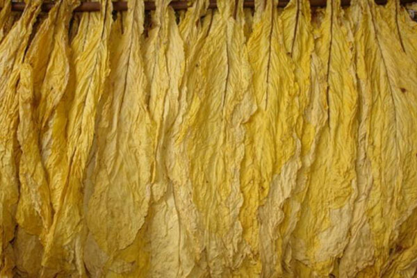 烤煙煙葉顏色怎么檢測(cè)？可以使用NH310色差儀嗎？