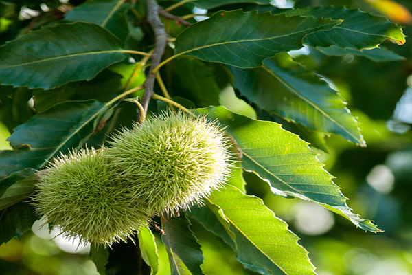 色差儀在板栗葉片顏色測量中的應(yīng)用