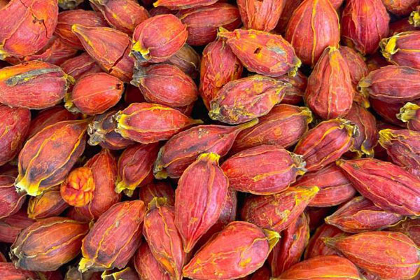 色差儀在不同產(chǎn)地中藥材梔子顏色分類中的應用