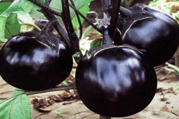 食品色差儀在茄子果皮顏色評(píng)價(jià)中的應(yīng)用