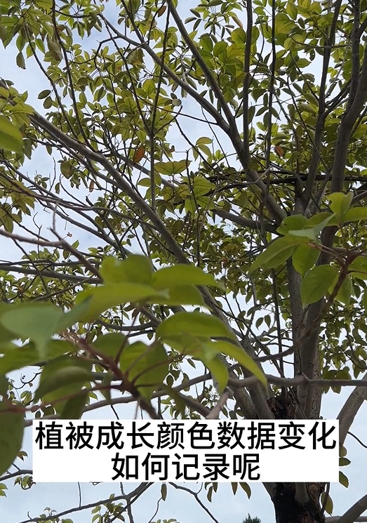 植被成長(zhǎng)時(shí)樹(shù)葉顏色的變化及其色差測(cè)量方法